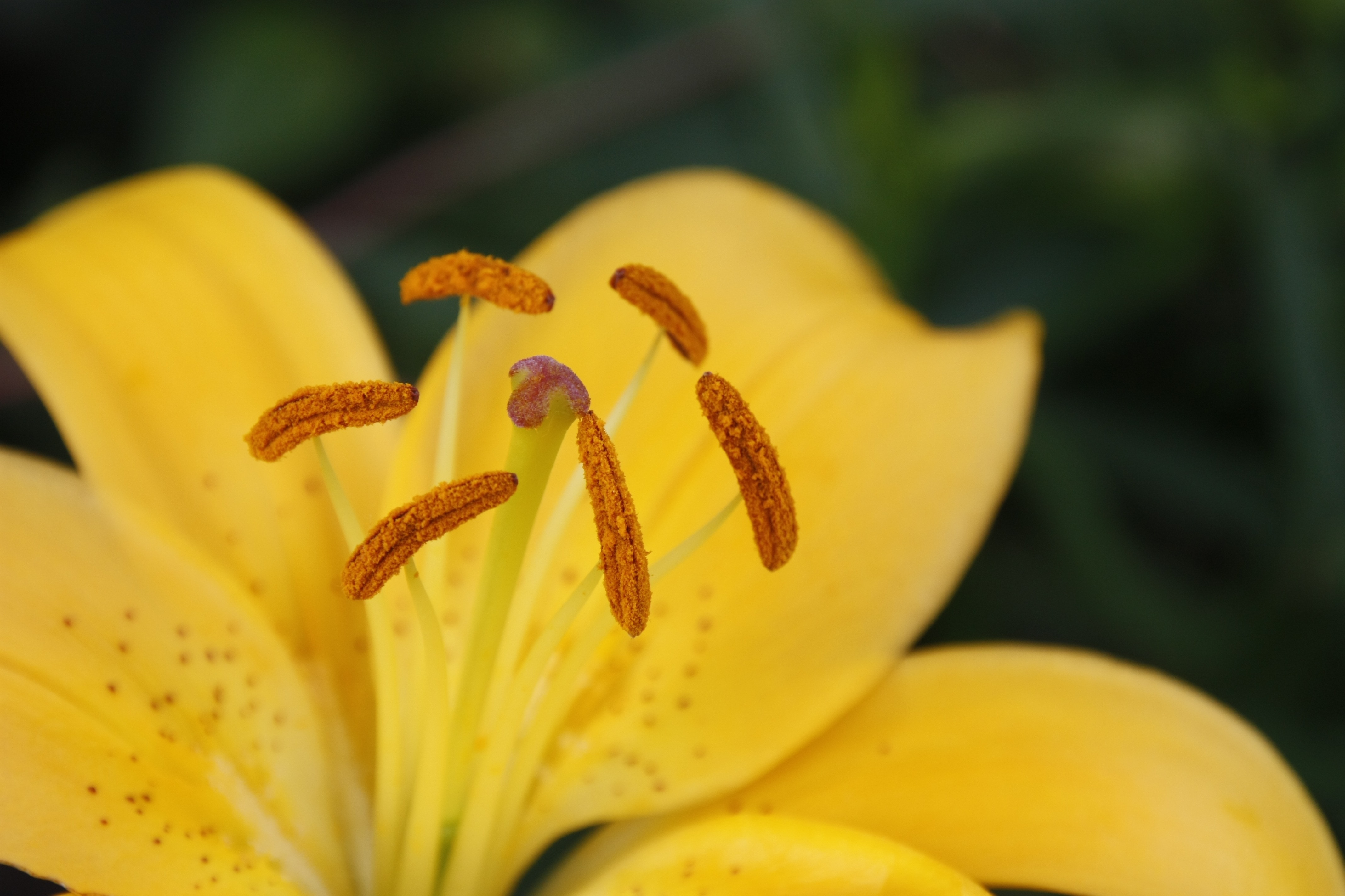 yellow flower pollen