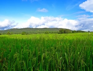 Fields, Paddy, Crops, Greenery, Rice, field, agriculture thumbnail