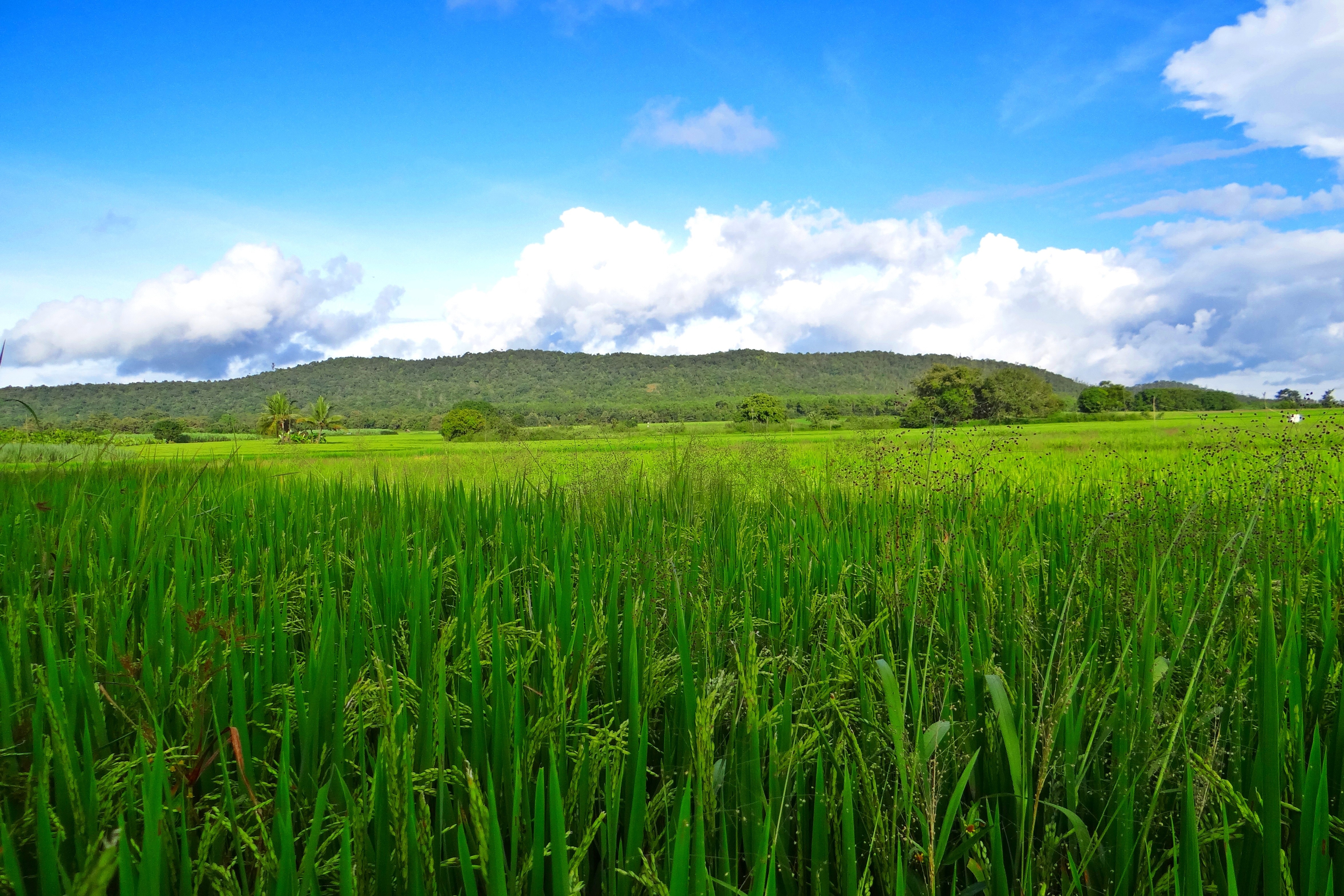 Fields, Paddy, Crops, Greenery, Rice, field, agriculture