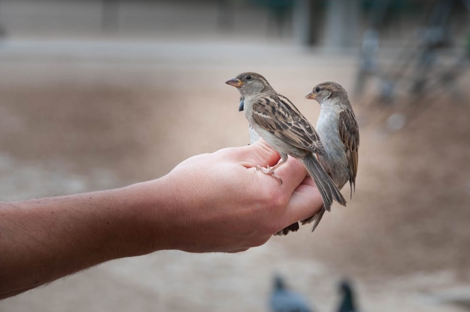 Sparrow, Animal, Sperling, Bird, human hand, human body part preview