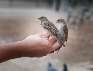 Sparrow, Animal, Sperling, Bird, human hand, human body part thumbnail