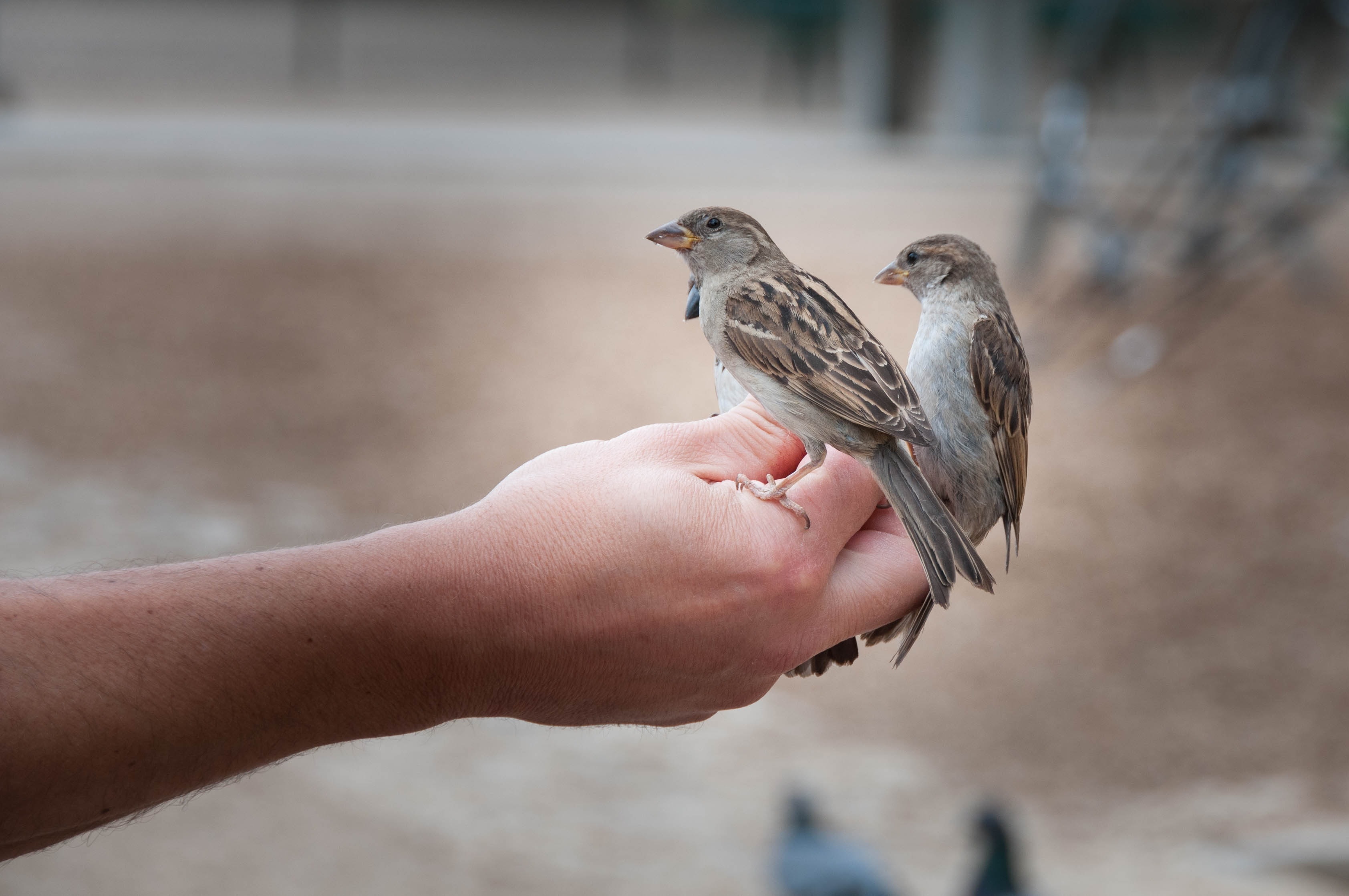 Sparrow, Animal, Sperling, Bird, human hand, human body part