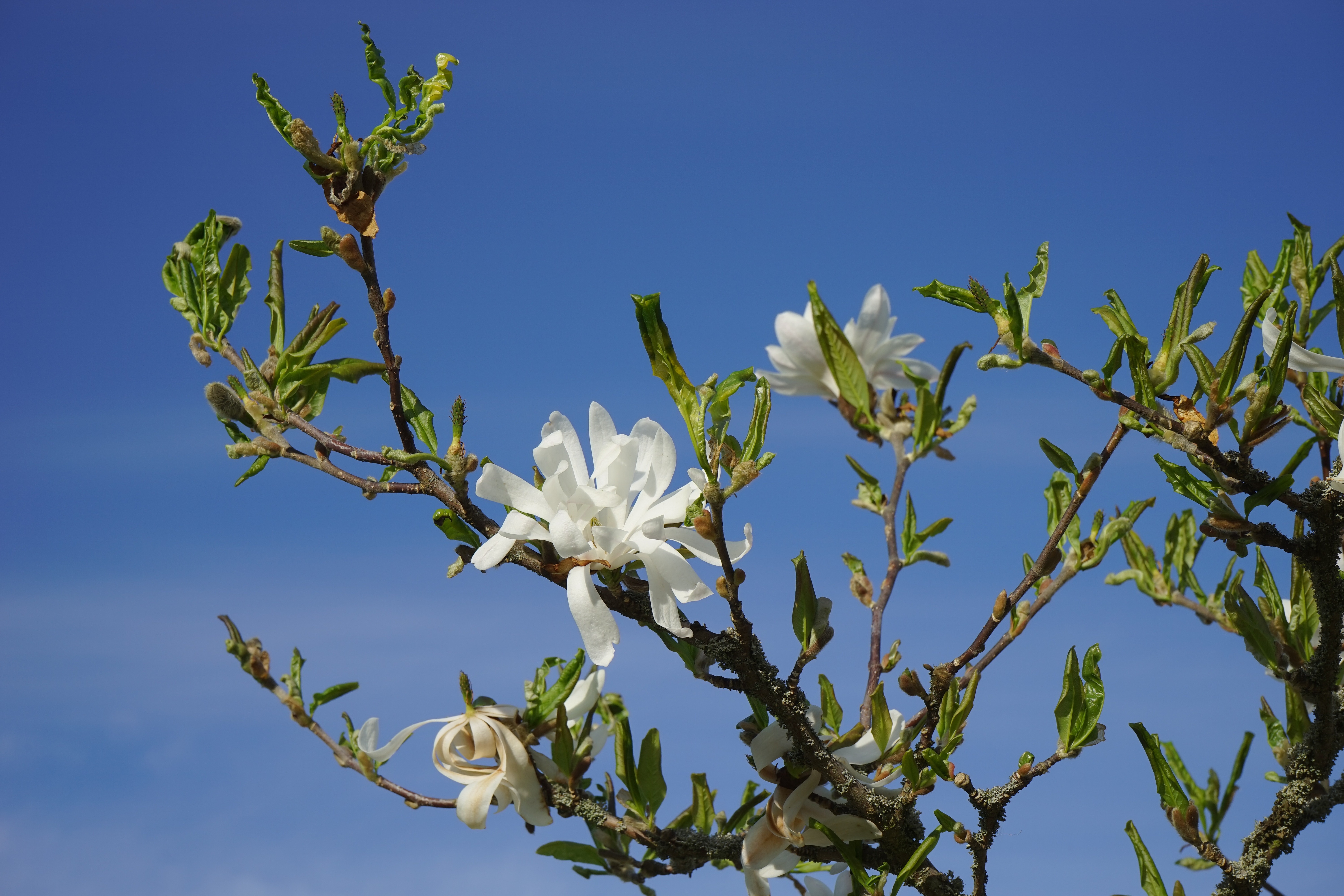 white magnolias