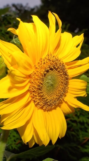 Blossom, Bloom, Sun Flower, Flower, flower, yellow thumbnail