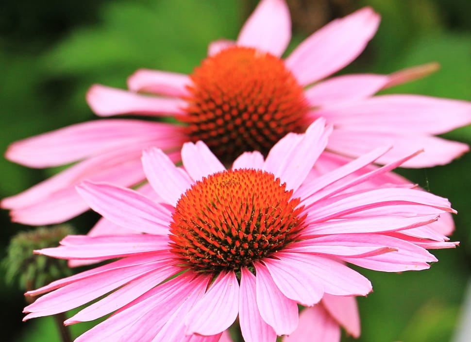 pink cone flower preview