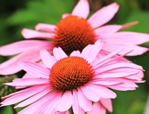 pink cone flower thumbnail