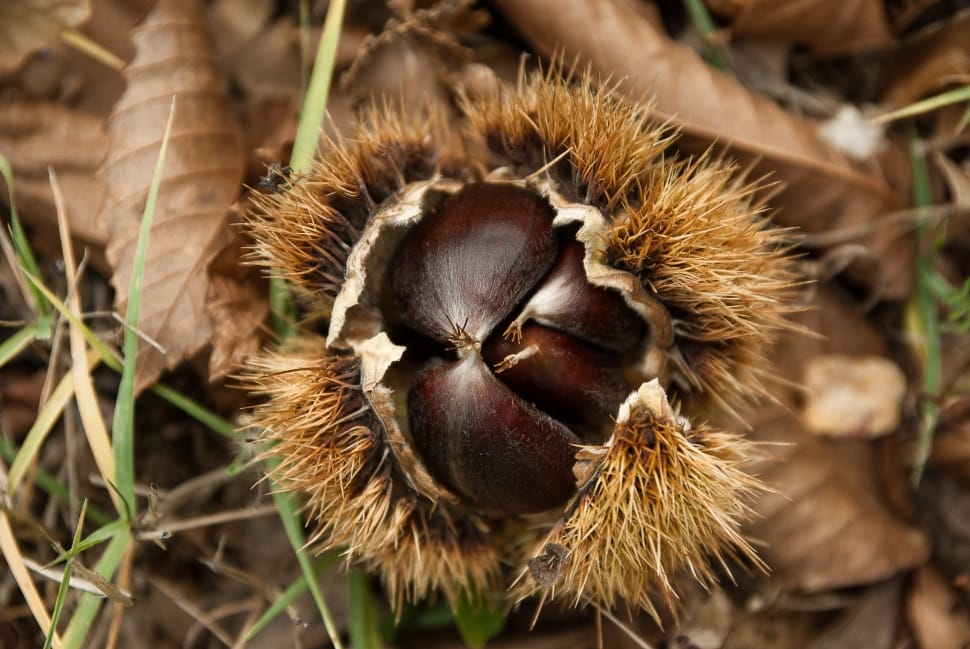 brown flower bud preview