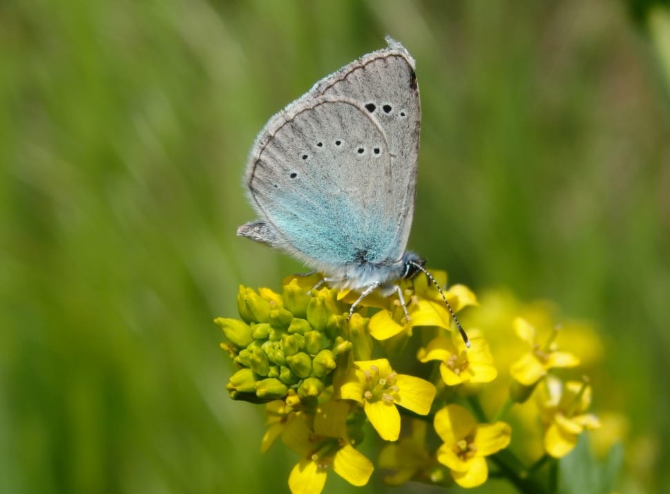 grey and teal butterfly perched on top of the yellow flower preview