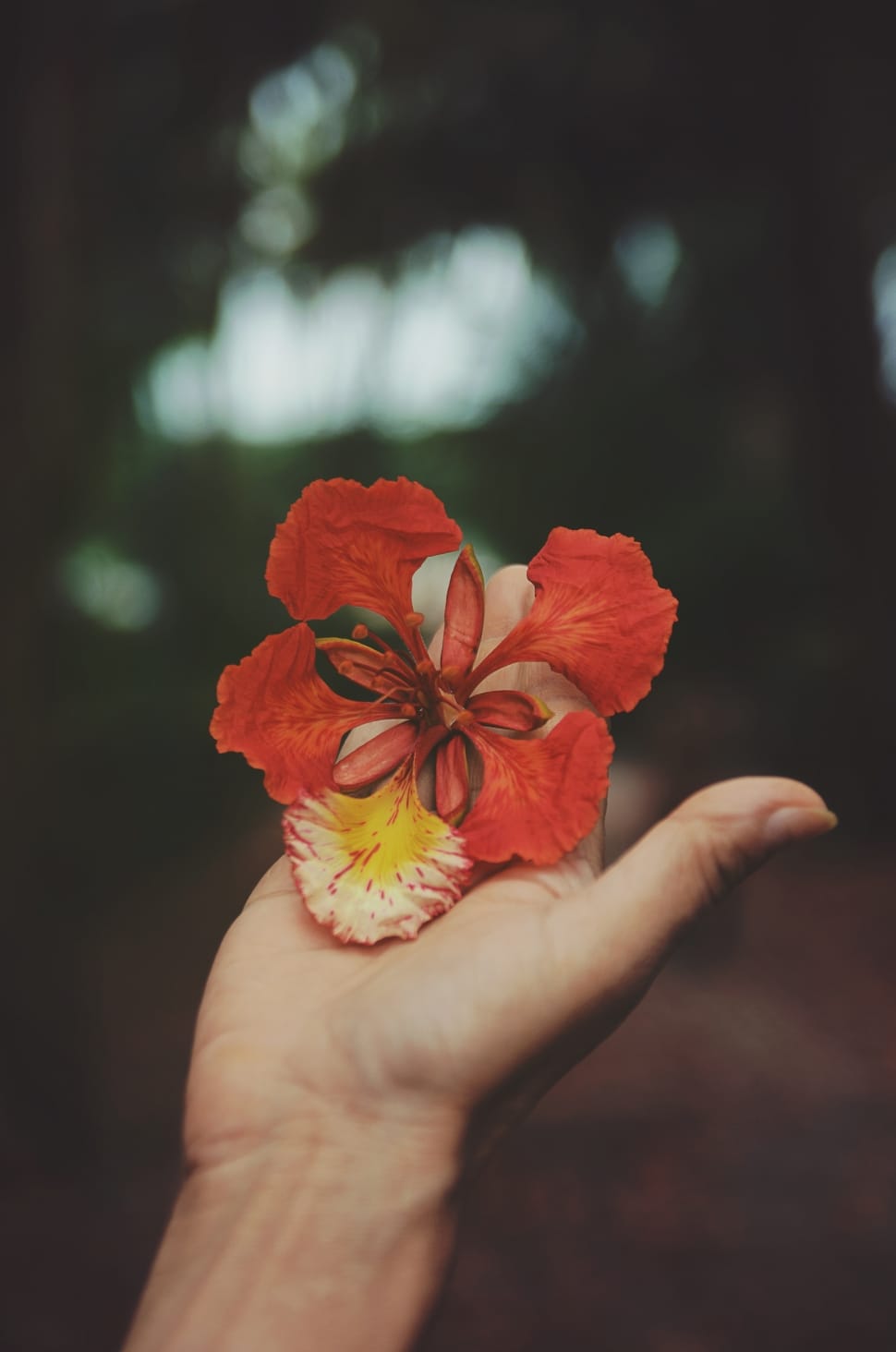 selective focus of person holding red petaled flower preview