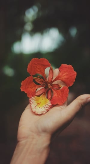 selective focus of person holding red petaled flower thumbnail