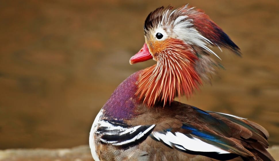 brown purple and white coated bird preview