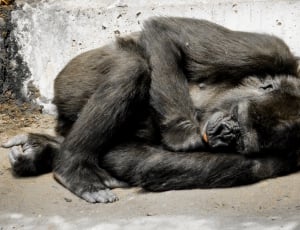 grey chimpanzee thumbnail