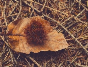 brown rambutan on leaf thumbnail