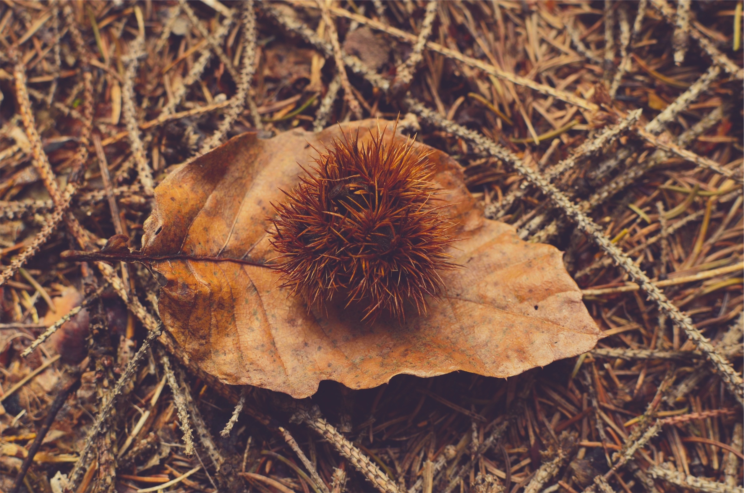 brown rambutan on leaf