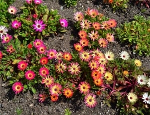 pink orange and yellow petaled flowers thumbnail