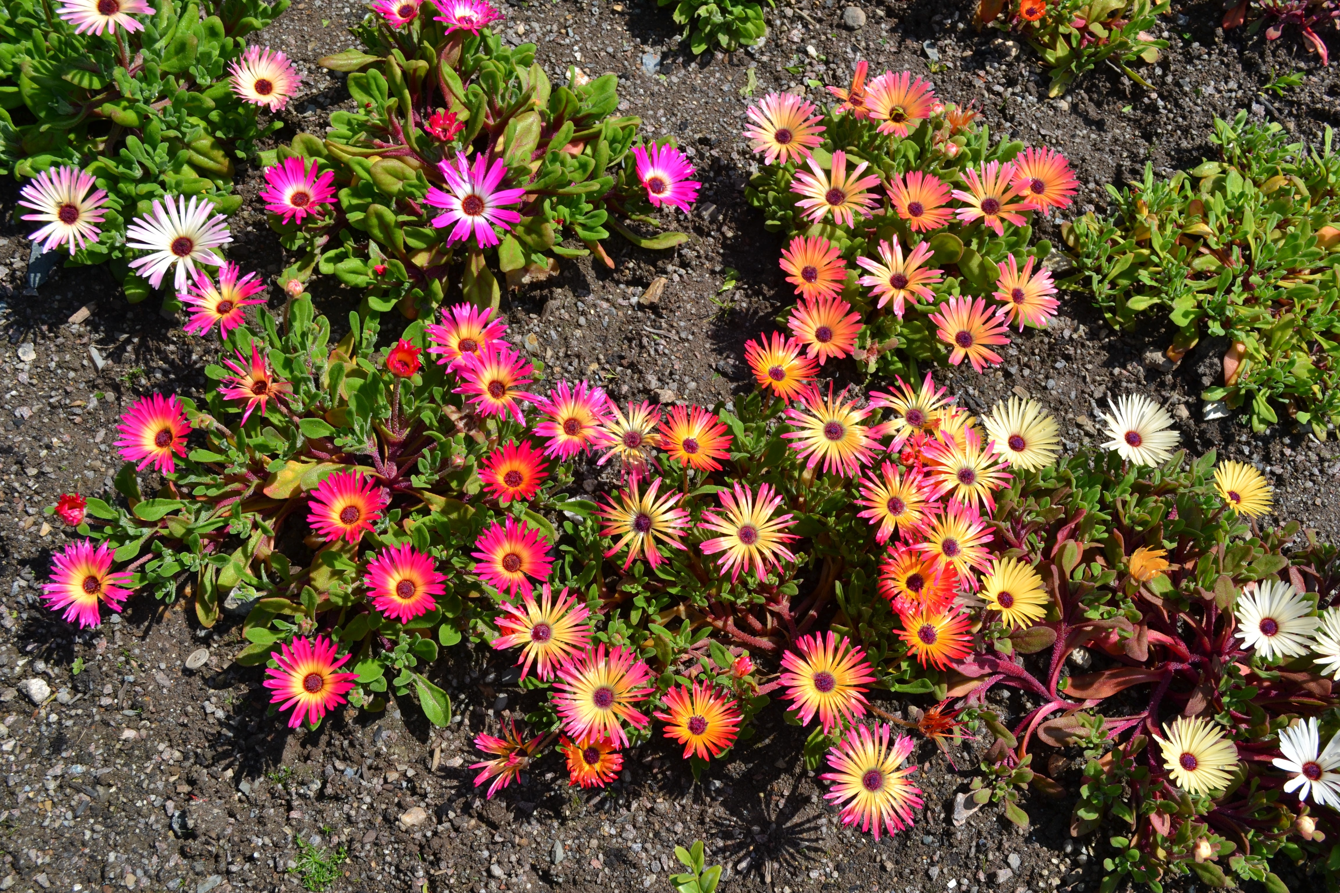 pink orange and yellow petaled flowers