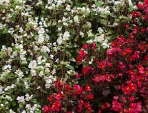 red and white petaled flowers during daytime thumbnail