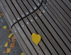 yellow heart shape leaf thumbnail