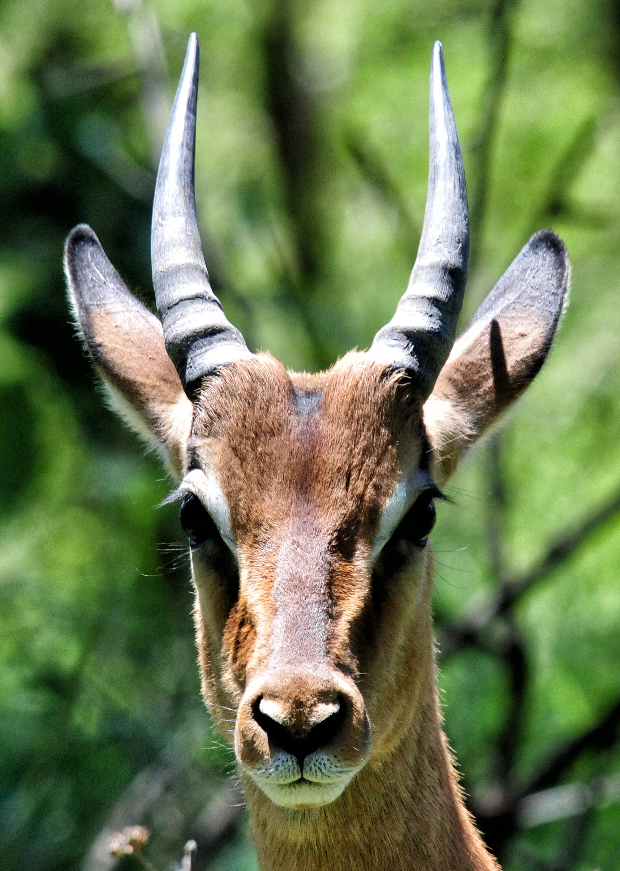 Kruger Park, South Africa, Antelope, one animal, animal wildlife