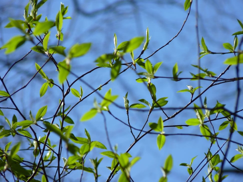 green leafed branches in tilt shift lens photography preview