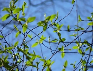 green leafed branches in tilt shift lens photography thumbnail