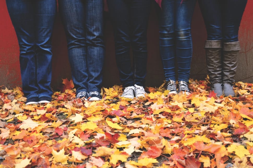 five person in blue jeans standing on dried leaves preview