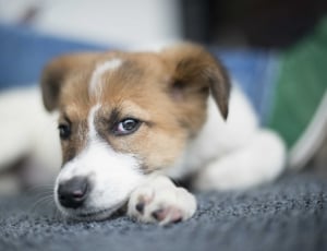 white and brown coated puppy thumbnail