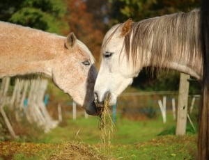 white and brown horses thumbnail
