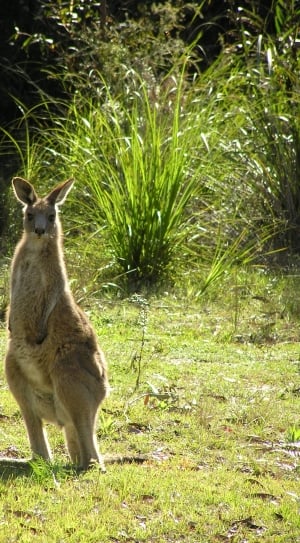 kangaroo on grass thumbnail