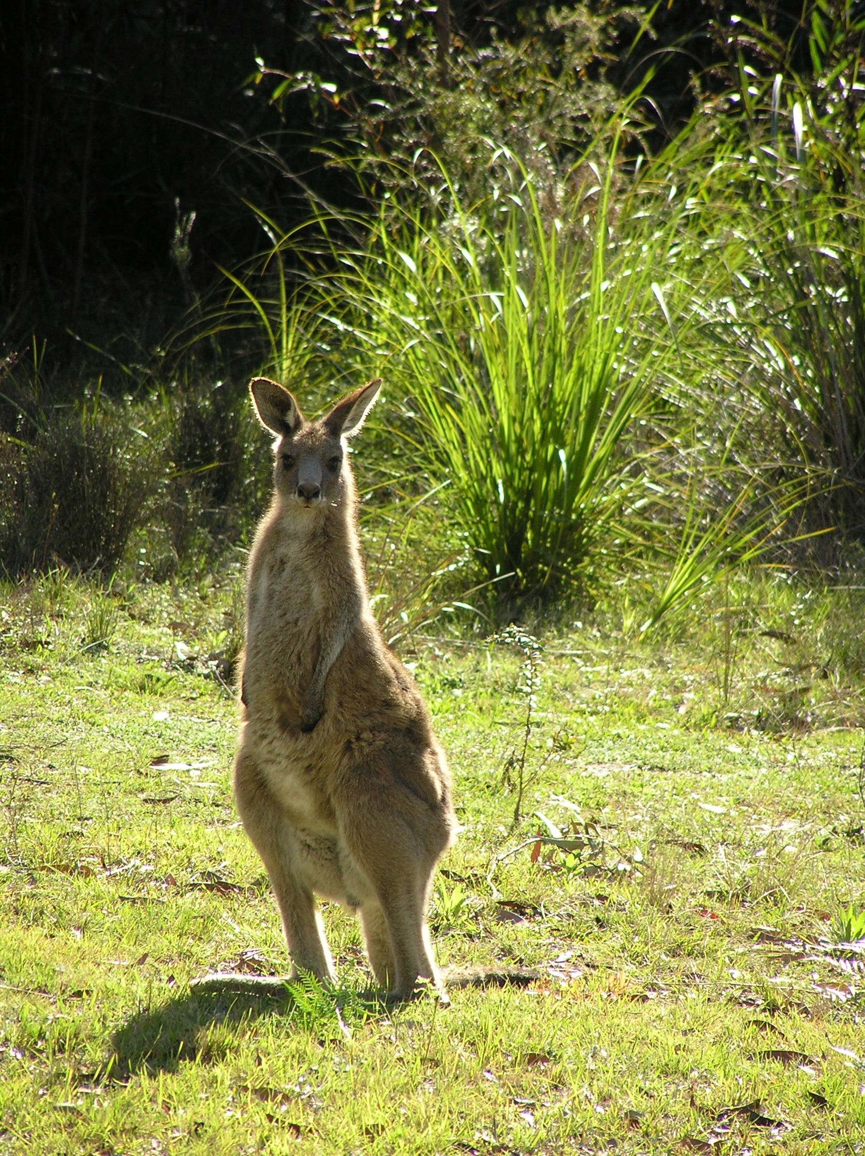 kangaroo on grass