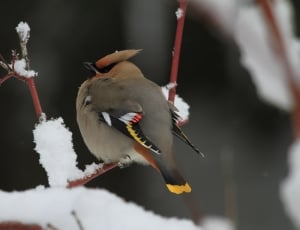 grey and brown bird thumbnail