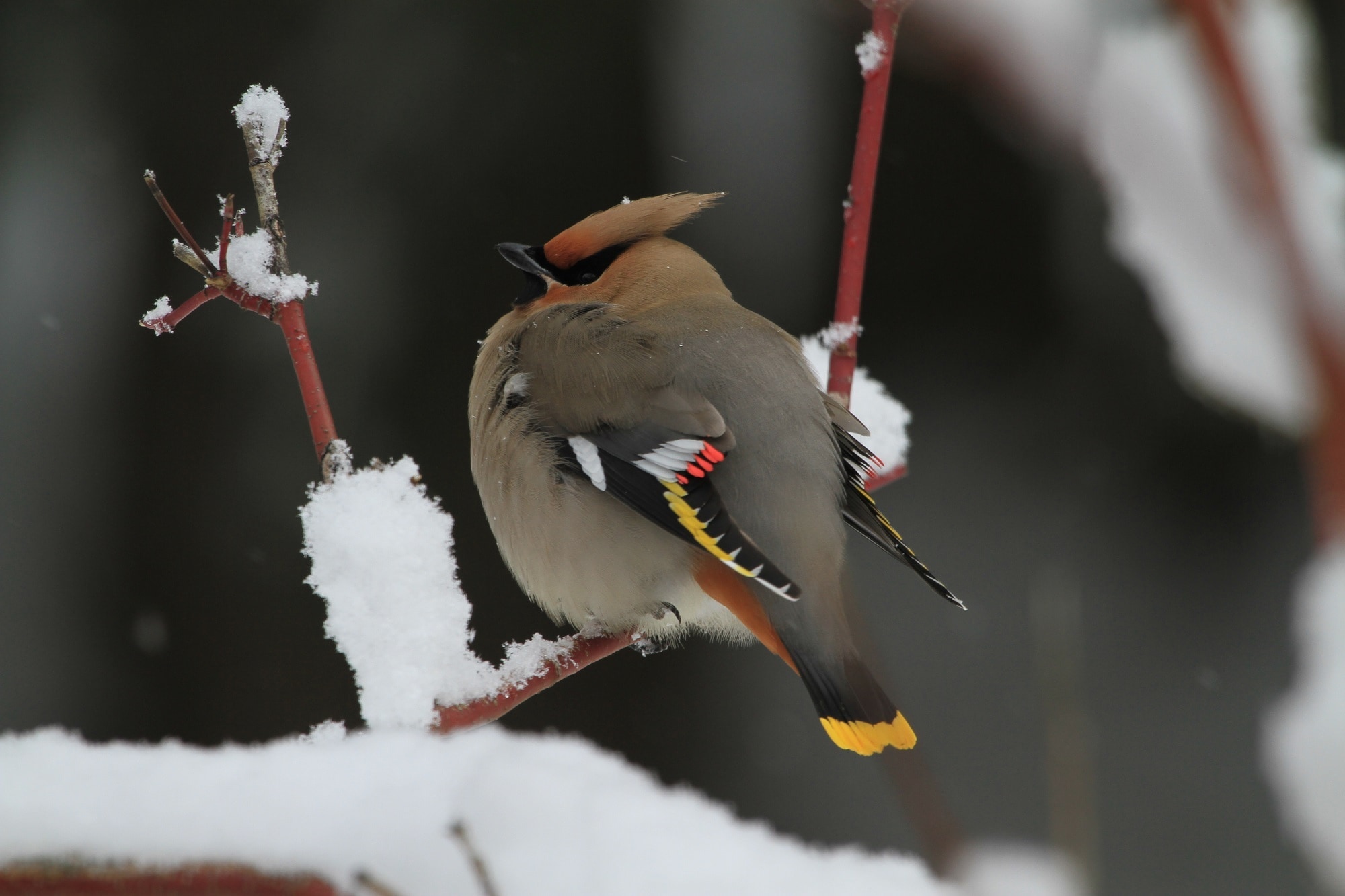 grey and brown bird