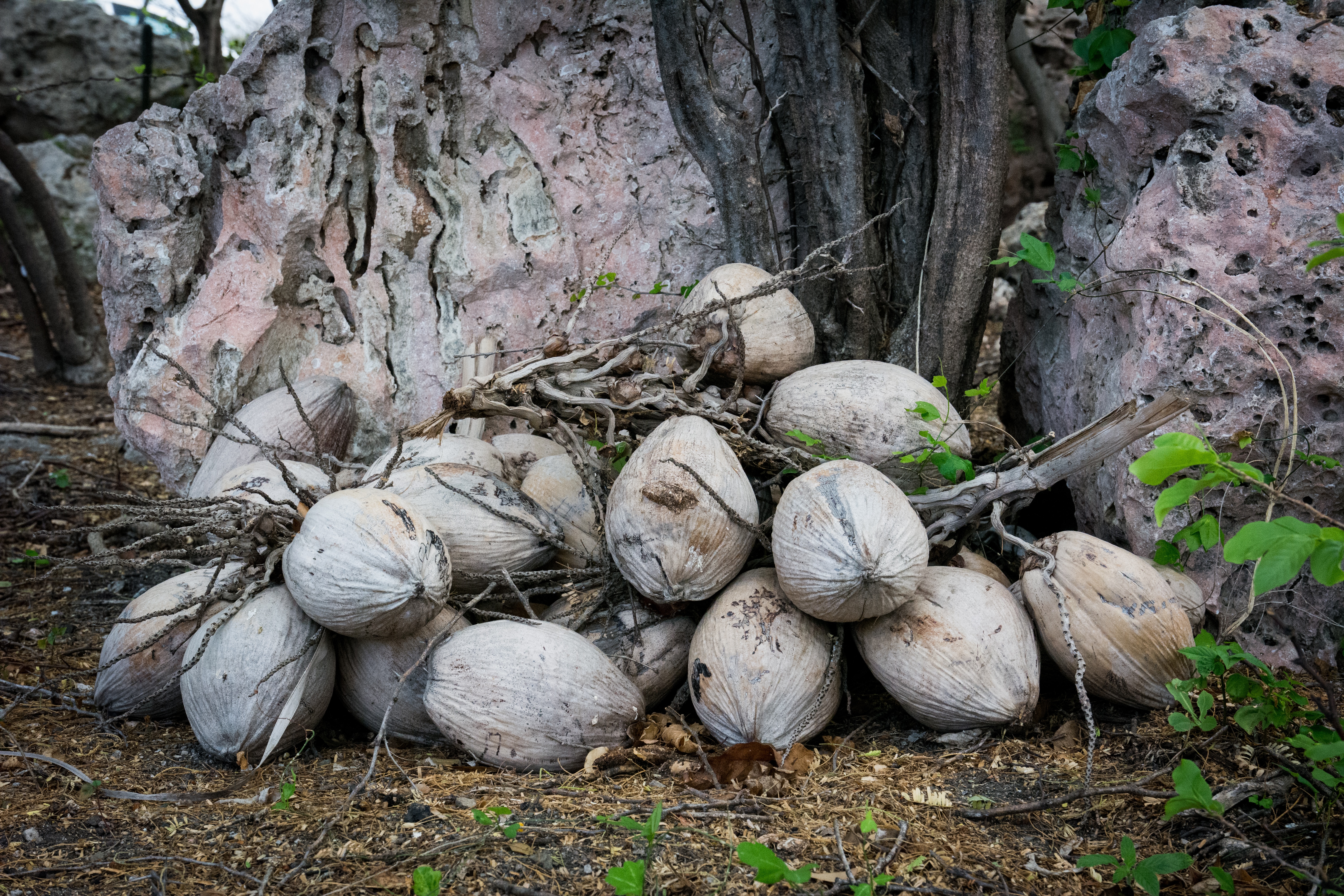 coconut shell lot
