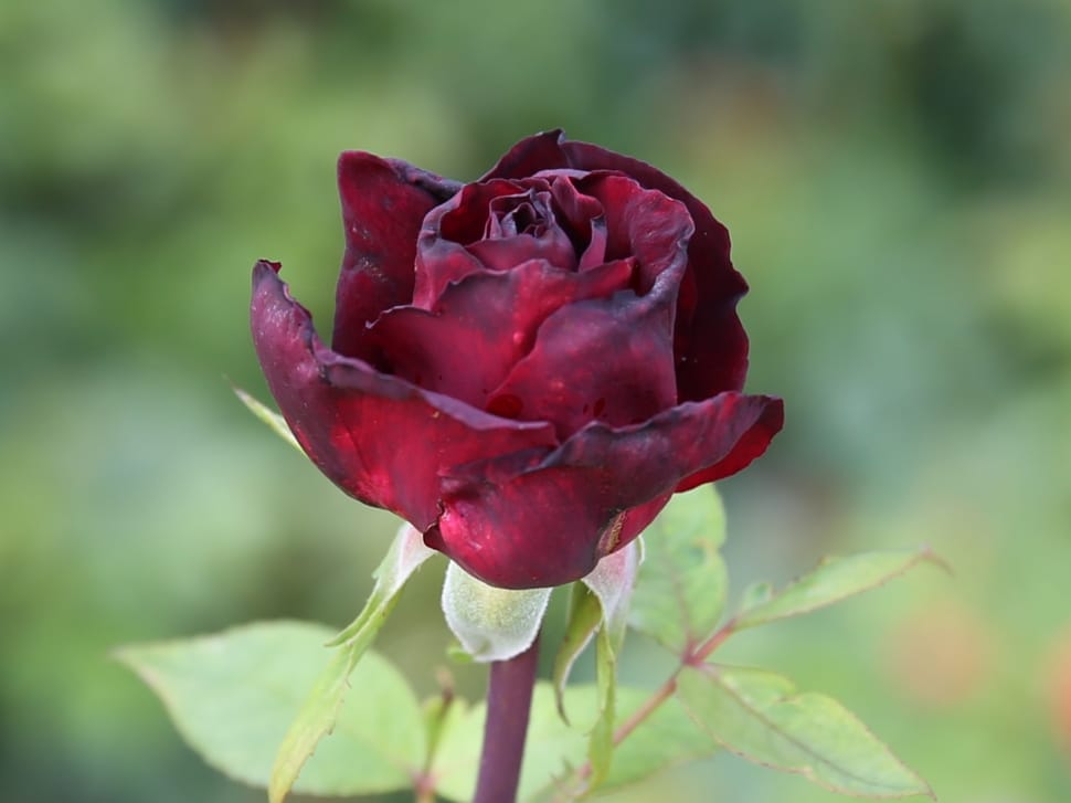 focus photography of red rose preview