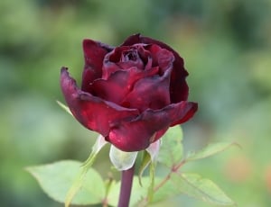 focus photography of red rose thumbnail