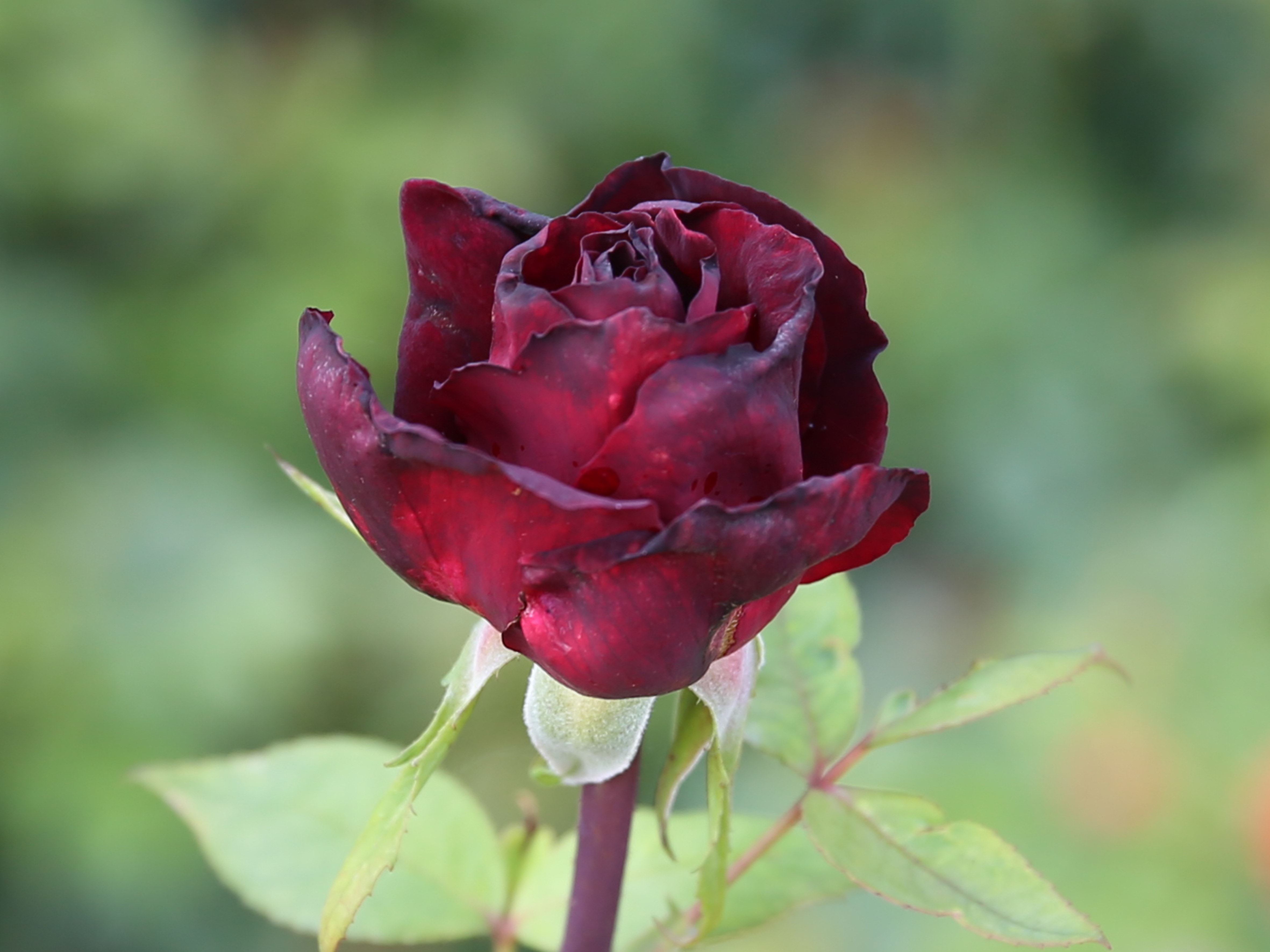 3840x2160 wallpaper | focus photography of red rose | Peakpx