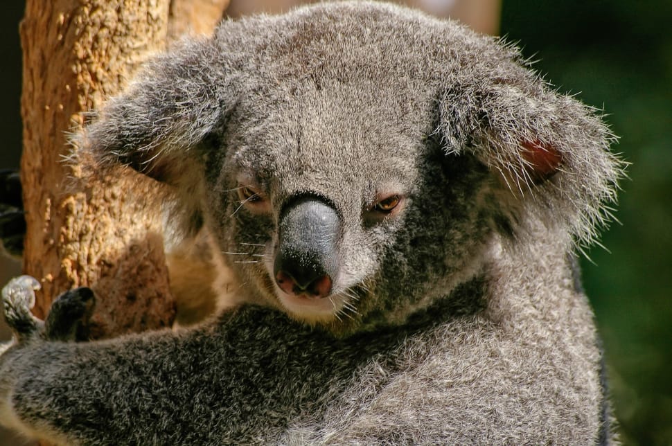 koala bear preview