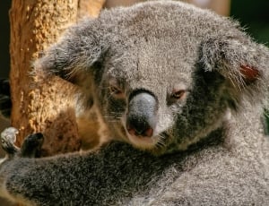 koala bear thumbnail