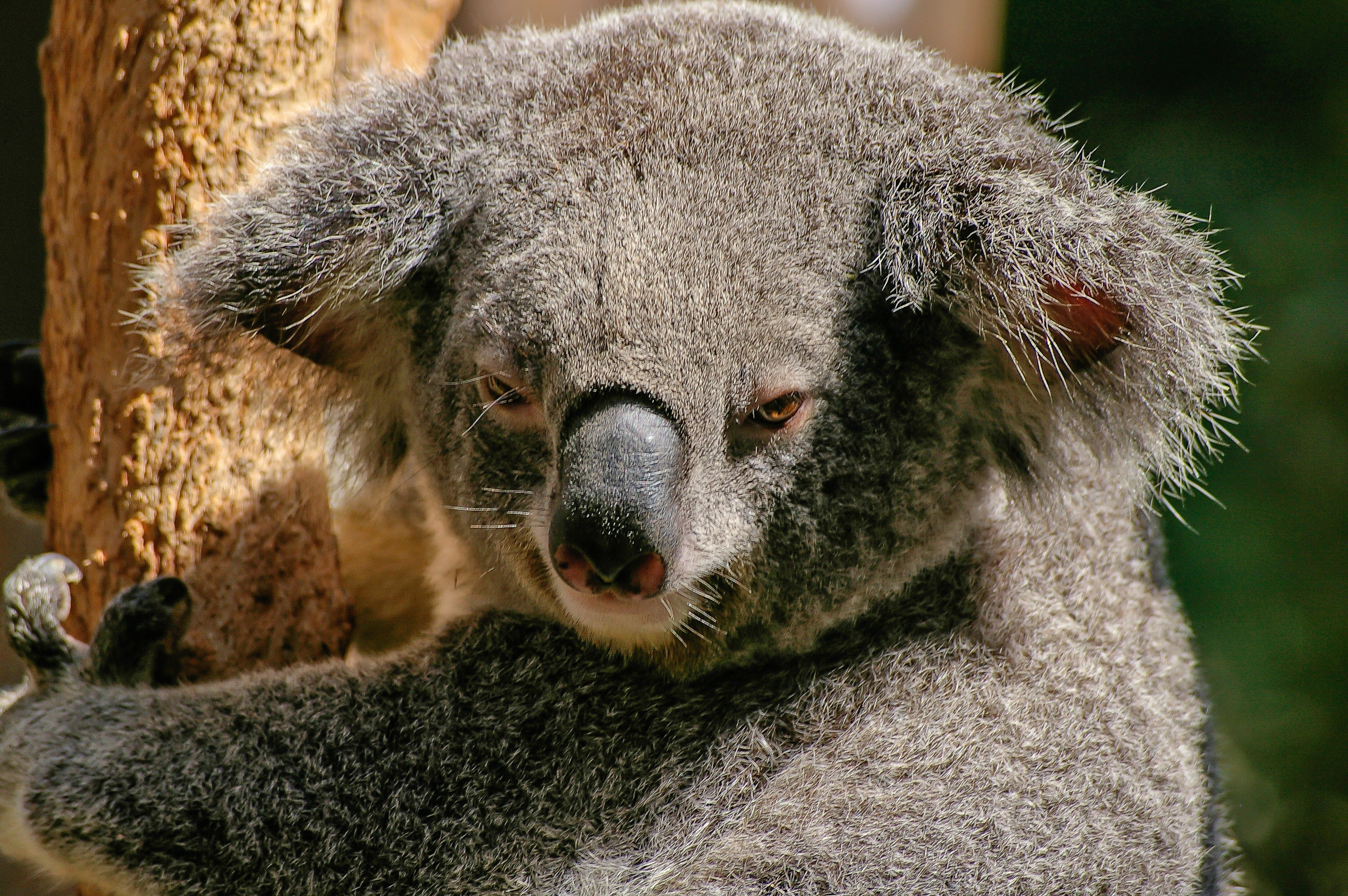 Коала и змея. Животные Австралии коала. Коала сумчатое. Сумчатые млекопитающие коала. Медведи коалы в Австралии.