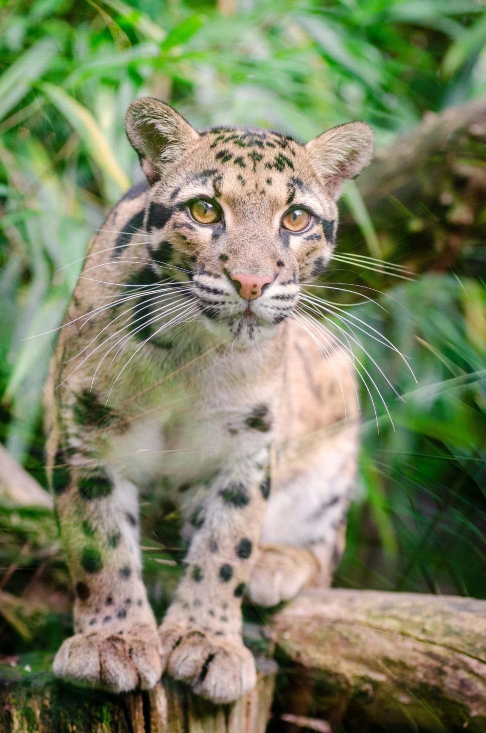 Clouded Leopard, Feline, Mammal, one animal, animals in the wild preview