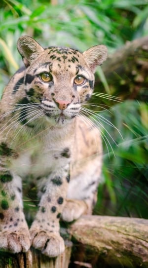 Clouded Leopard, Feline, Mammal, one animal, animals in the wild thumbnail