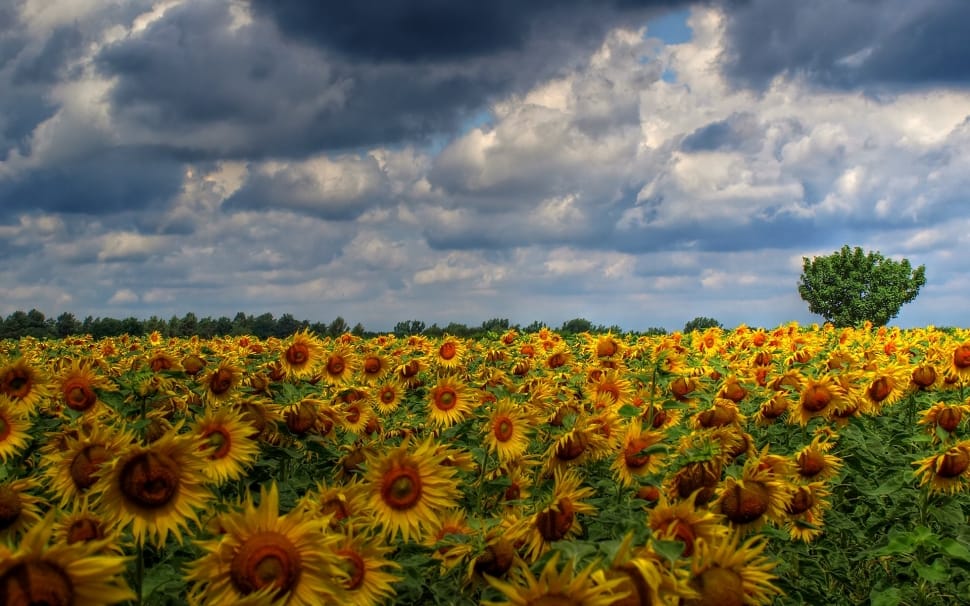 photo of yellow sunflower field during dusk preview
