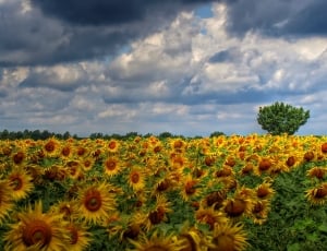 photo of yellow sunflower field during dusk thumbnail