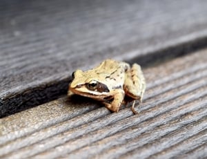brown and black frog on brown wooden plank thumbnail