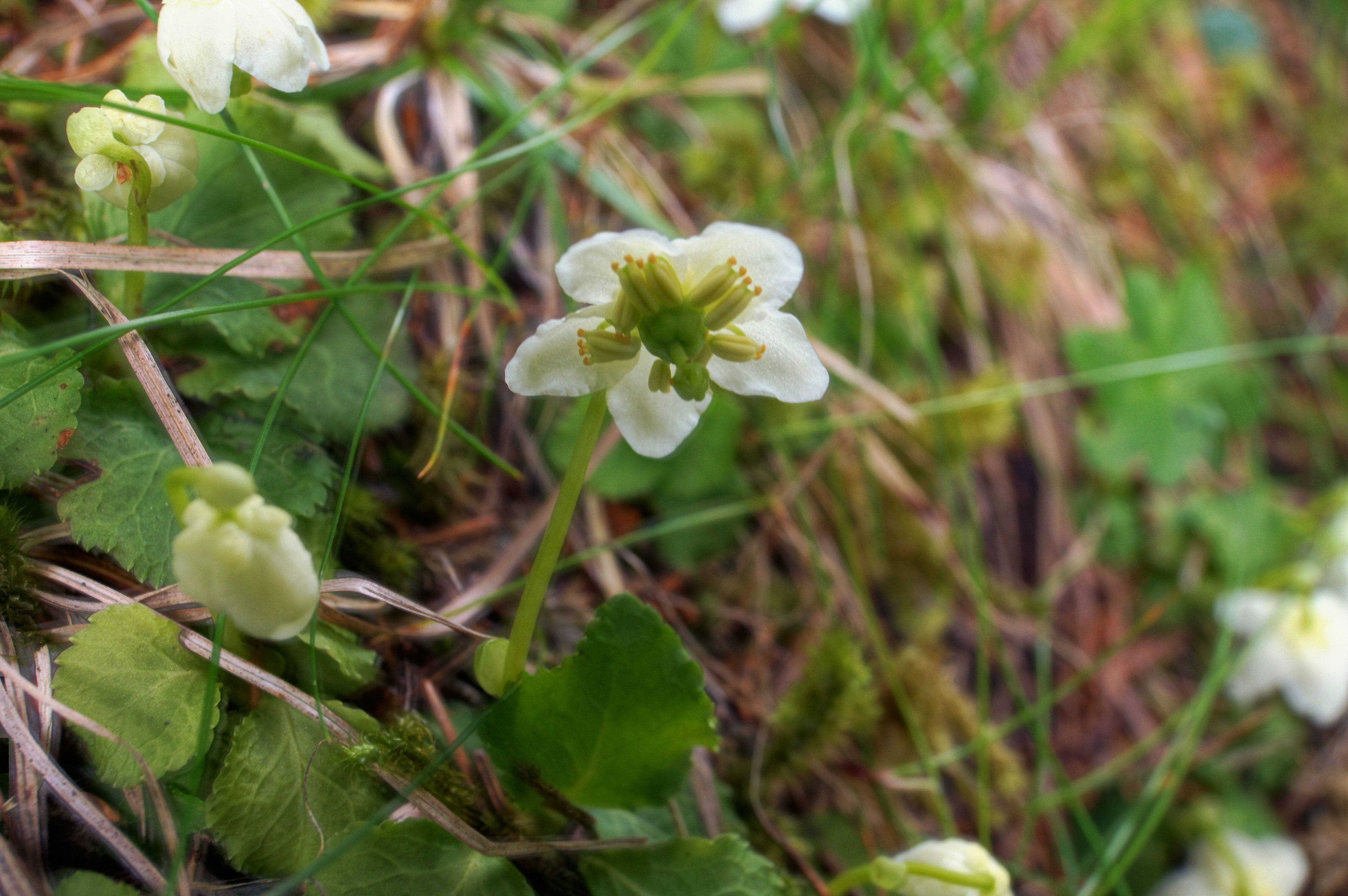 white and green flowers