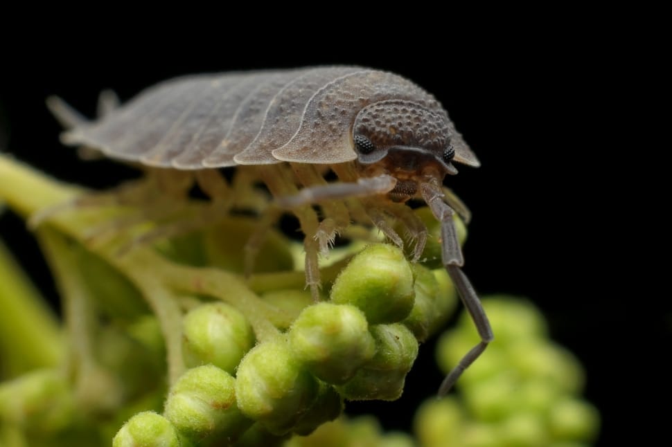 Bug, Armadillo, Insect, Worm, close-up, one animal preview