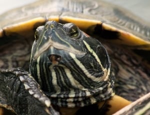 black and brown turtle thumbnail
