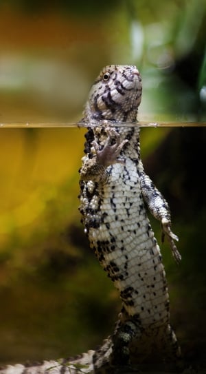 white and black lizard thumbnail