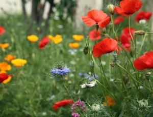 coloful flowers in garden thumbnail