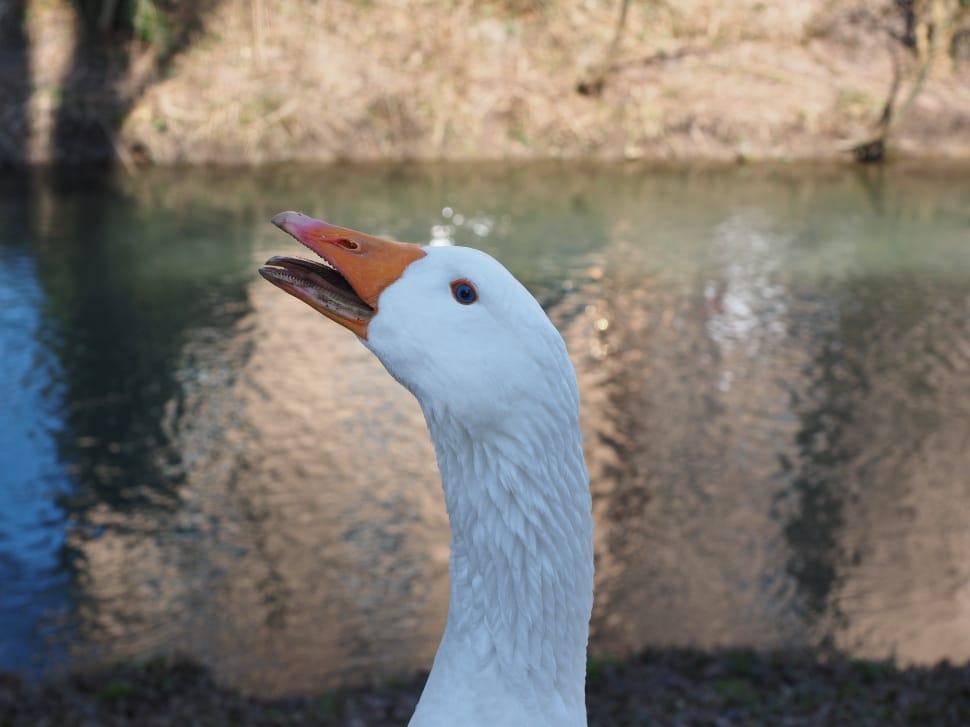 white duck preview